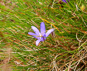 [A purple bloom with six long thin petals with yellow outer base is beside a blooms which has yet to open. Both are amid long thin grasses.]